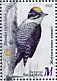 Eurasian Three-toed Woodpecker Picoides tridactylus