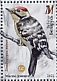 Lesser Spotted Woodpecker Dryobates minor  2022 Woodpeckers Sheet