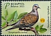 European Turtle Dove Streptopelia turtur  2023 European Turtle Dove 