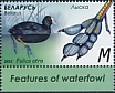 Eurasian Coot Fulica atra  2023 Waterfowl 