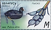 Eurasian Coot Fulica atra