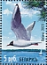 Black-headed Gull Chroicocephalus ridibundus  2023 National park Narochansky  MS