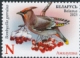 Bohemian Waxwing Bombycilla garrulus  2023 Birds, winter guests of Belarus 