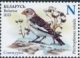 Snow Bunting Plectrophenax nivalis