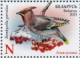 Bohemian Waxwing Bombycilla garrulus