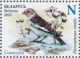 Snow Bunting Plectrophenax nivalis