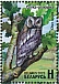 Eurasian Scops Owl Otus scops  2023 Birds of Belarus - Strigiformes 