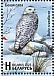 Snowy Owl Bubo scandiacus