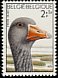 Greylag Goose Anser anser  1972 Birds from Zwin nature reserve 