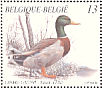 Mallard Anas platyrhynchos  1989 Ducks Booklet