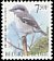 Great Grey Shrike Lanius excubitor  1998 Birds 