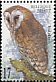 Western Barn Owl Tyto alba  1999 Owls 