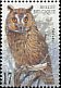 Long-eared Owl Asio otus  1999 Owls 