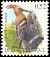 Eurasian Hoopoe Upupa epops  2003 Birds 