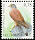 Common Kestrel Falco tinnunculus