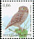 Little Owl Athene noctua  2007 Birds 