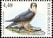 Peregrine Falcon Falco peregrinus  2008 Birds 