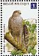 Eurasian Sparrowhawk Accipiter nisus  2010 Buzins birds Sheet