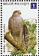 Eurasian Sparrowhawk Accipiter nisus