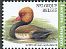 Red-crested Pochard Netta rufina  2018 Birds 
