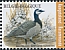 Barnacle Goose Branta leucopsis  2020 Birds 