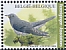 Common Cuckoo Cuculus canorus  2021 Birds 