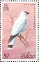 White Hawk Pseudastur albicollis