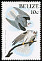 White-tailed Kite Elanus leucurus