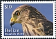 Roadside Hawk Rupornis magnirostris  2020 Definitives 