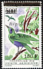 Emerald Starling Lamprotornis iris