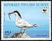 Roseate Tern Sterna dougallii