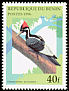 Ivory-billed Woodpecker Campephilus principalis