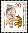 Eurasian Goshawk Accipiter gentilis