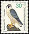 Peregrine Falcon Falco peregrinus