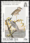 Yellow-crowned Night Heron Nyctanassa violacea