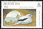 White-tailed Tropicbird Phaethon lepturus  1997 Bird conservation 