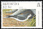 Bermuda Petrel Pterodroma cahow  1997 Bird conservation 