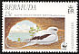 White-tailed Tropicbird Phaethon lepturus  2001 WWF 