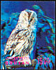 Tawny Owl Strix aluco