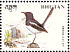 Oriental Magpie-Robin  Copsychus saularis