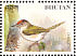 Common Tailorbird Orthotomus sutorius