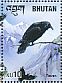 Northern Raven Corvus corax