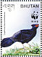 Kalij Pheasant Lophura leucomelanos