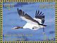 Black-necked Crane Grus nigricollis