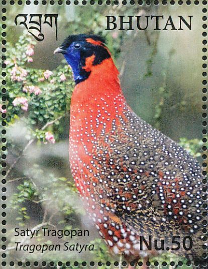 Satyr Tragopan Tragopan satyra  2017 Pheasants of Bhutan  MS