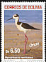 Black-necked Stilt Himantopus mexicanus  2007 Birds of Oruro 