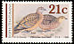 Burchell's Sandgrouse Pterocles burchelli  1990 Sandgrouse 