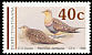 Namaqua Sandgrouse Pterocles namaqua  1990 Sandgrouse 