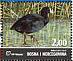 Eurasian Coot Fulica atra