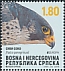 Peregrine Falcon Falco peregrinus  2019 Europa 